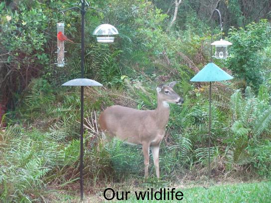 Our wildlife in Florida